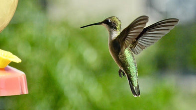 What Do Hummingbirds Eat? - We Love Hummingbirds