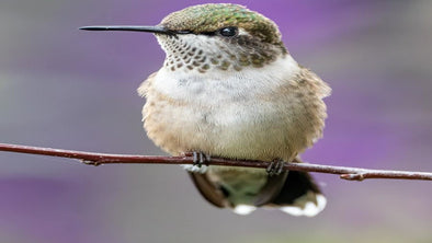What Does It Mean When A Hummingbird Visits You? - We Love Hummingbirds