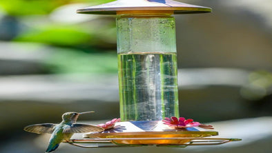 When To Put Out Hummingbird Feeders - We Love Hummingbirds