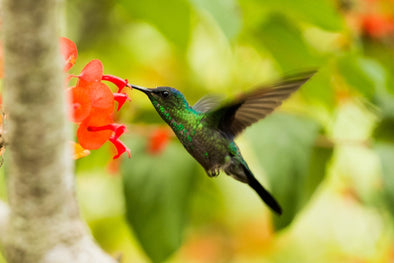 Where Do Hummingirds Go At Night - We Love Hummingbirds