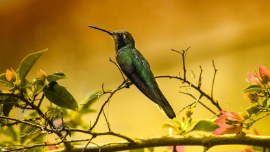 Where Do Hummingbirds Go In The Winter - We Love Hummingbirds