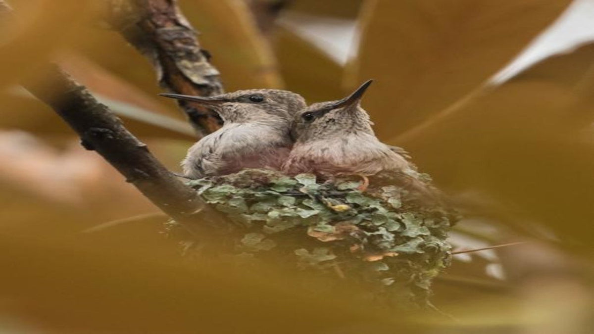 Where Do Hummingbirds Nest We Love Hummingbirds Where do hummingbirds nest we love hummingbirds