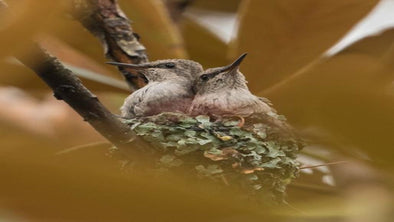 Where Do Hummingbirds Nest? - We Love Hummingbirds