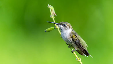 Where To Hang Hummingbird Feeder - We Love Hummingbirds