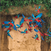 100 Flying Birds: Photographing the Mechanics of Flight - We Love Hummingbirds