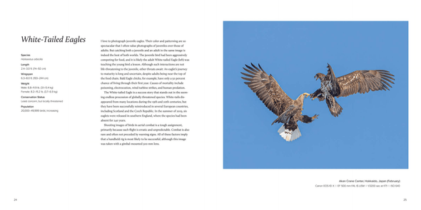 100 Flying Birds: Photographing the Mechanics of Flight - We Love Hummingbirds