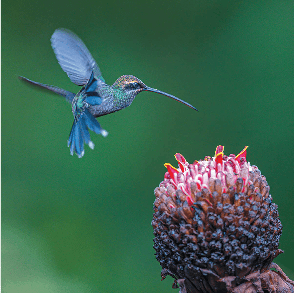 100 Flying Birds: Photographing the Mechanics of Flight - We Love Hummingbirds