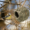 4Pack Hanging Bird Hummingbird Nest House for Outside,Natural Grass Hanging Bird Hut,Made of Natural Grass, Perfect for Garden Patio Lawn Office Indoor - We Love Hummingbirds