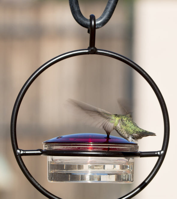 Beautiful Small Glass Hanging Hummingbird Feeder - Attracts Hummers Like Crazy! - We Love Hummingbirds