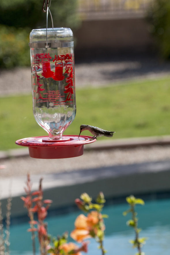 Best Hummingbird Feeder with Huge 32oz Glass Nectar Tank - Bee & Wasp Proof - Includes Built-In Perch & 8 Feeding Stations! - We Love Hummingbirds