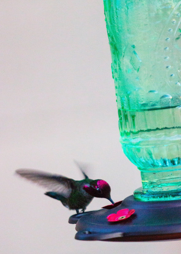 Best Nectar Feeder for Hummingbirds with 5 Feeding Spouts - We Love Hummingbirds