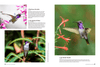 Birds & Blooms Ultimate Guide to Hummingbirds: Discover the Wonders of One of Nature'S Most Magical Creatures - We Love Hummingbirds