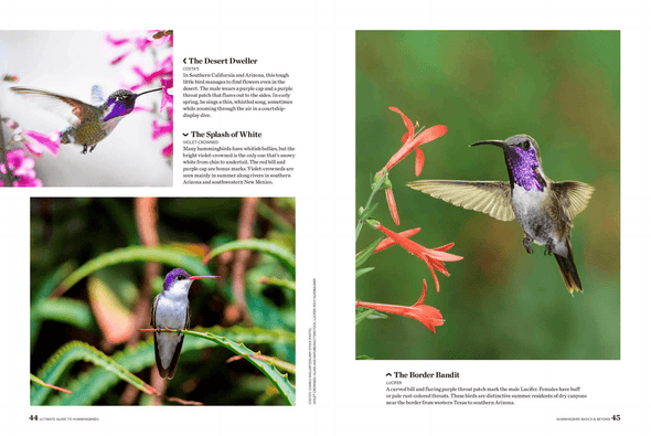 Birds & Blooms Ultimate Guide to Hummingbirds: Discover the Wonders of One of Nature'S Most Magical Creatures - We Love Hummingbirds