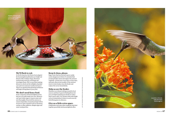 Birds & Blooms Ultimate Guide to Hummingbirds: Discover the Wonders of One of Nature'S Most Magical Creatures - We Love Hummingbirds