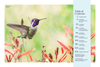 Birds & Blooms Ultimate Guide to Hummingbirds: Discover the Wonders of One of Nature'S Most Magical Creatures - We Love Hummingbirds