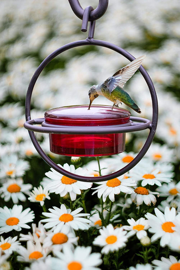 Bundle - Red Glass Hummingbird Feeder + Skinny Ant Moat - We Love Hummingbirds