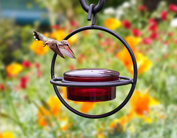 Bundle - Red Glass Hummingbird Feeder + Skinny Ant Moat - We Love Hummingbirds