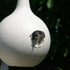 Crescent Martin Gourds Multi Packs Birdhouse for Garden Backyard Decor - We Love Hummingbirds