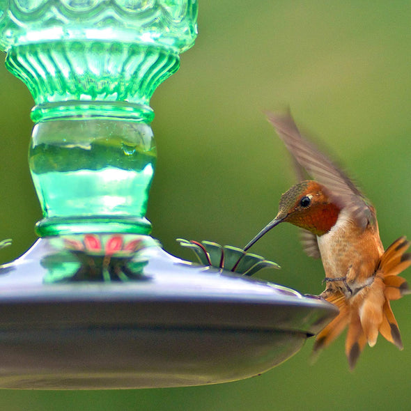 Green Antique Bottle Hummingbird Feeder - Holds 10 oz of Nectar - We Love Hummingbirds