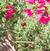 Heart Shaped Hummingbird Swing in Copper - We Love Hummingbirds