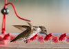 Horizontal Bar-Shaped Hummingbird Feeder - With 22 Nectar Ports - We Love Hummingbirds