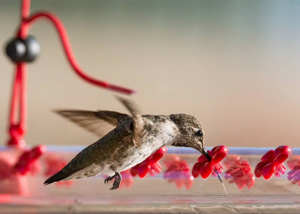 Horizontal Bar-Shaped Hummingbird Feeder - With 22 Nectar Ports - We Love Hummingbirds
