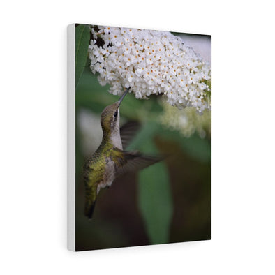 Hummingbird Eating from White Flower Wall Art Decor - We Love Hummingbirds