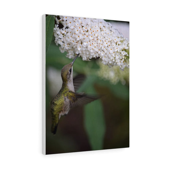 Hummingbird Eating from White Flower Wall Art Decor - We Love Hummingbirds