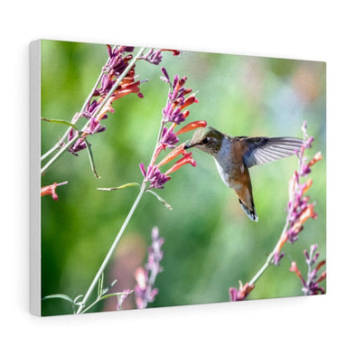 Hummingbird Eating Wall Art Decor - We Love Hummingbirds