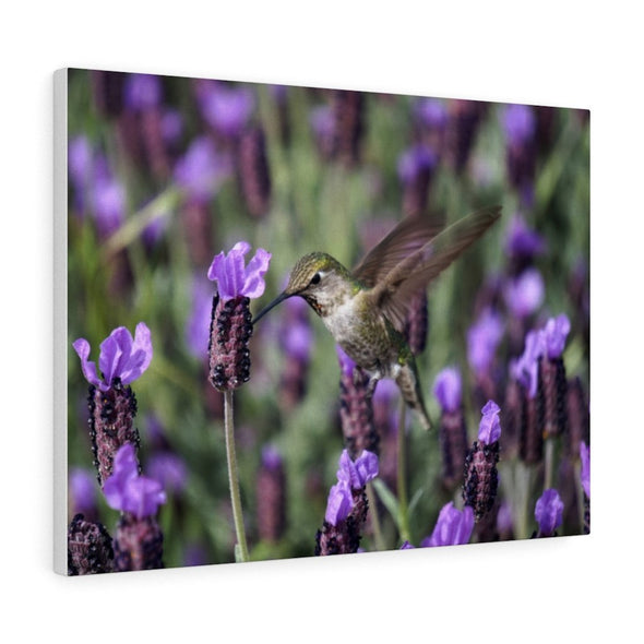 Hummingbird in Purple Flowers Wall Art Decor - We Love Hummingbirds