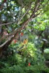 Hummingbird Stained Glass Sun Catcher - We Love Hummingbirds