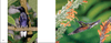 Hummingbirds Hummingbirds - We Love Hummingbirds