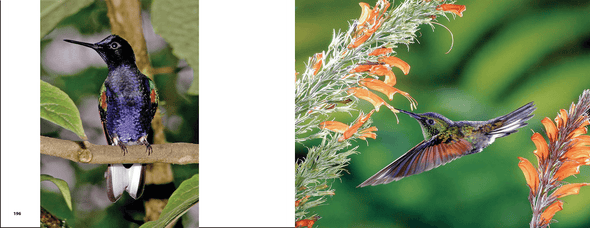Hummingbirds Hummingbirds - We Love Hummingbirds