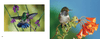 Hummingbirds Hummingbirds - We Love Hummingbirds