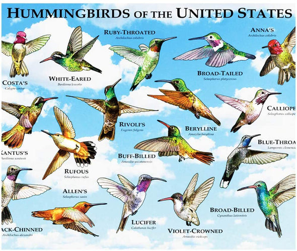 Hummingbirds of the United States 300 Piece Puzzle - We Love Hummingbirds