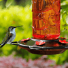 Juegoal 28 Oz Glass Hummingbird Feeders for Outdoors, Wild Bird Feeder with 5 Feeding Ports, Metal Handle Hanging for Outdoor Garden Tree Yard, Red - We Love Hummingbirds