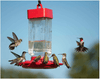 Kaytee Hummingbird Electronectar, Ready to Use, 64 Ounces - We Love Hummingbirds