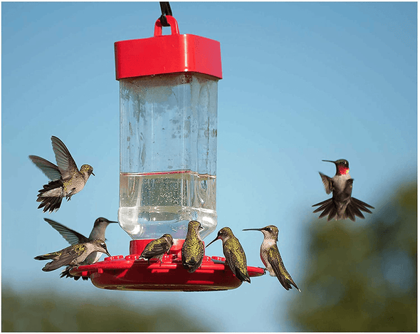 Kaytee Hummingbird Electronectar, Ready to Use, 64 Ounces - We Love Hummingbirds