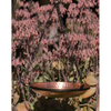 Pure Copper Hand Hammered Hanging Bird Bath - We Love Hummingbirds