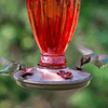 Red Daisy Vase Decorative Glass Hummingbird Feeder - We Love Hummingbirds