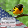 Sapphire Labs Naturally Fresh Hummingbird Nectar with Nectar Defender Lasts Longer in Hummingbird Feeders | Makes 96 Oz of Clear Hummingbird Nectar | an Easy Mix Hummingbird Nectar Powder - We Love Hummingbirds