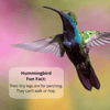 Sapphire Labs Naturally Fresh Hummingbird Nectar with Nectar Defender Lasts Longer in Hummingbird Feeders | Makes 96 Oz of Clear Hummingbird Nectar | an Easy Mix Hummingbird Nectar Powder - We Love Hummingbirds