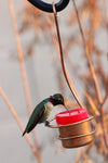 Skinny Ant Moat and Small Copper Bee & Wasp Proof Hummingbird Feeder Bundle - Perfect Gift Idea for that Hummingbird Lover in Your Life! - We Love Hummingbirds