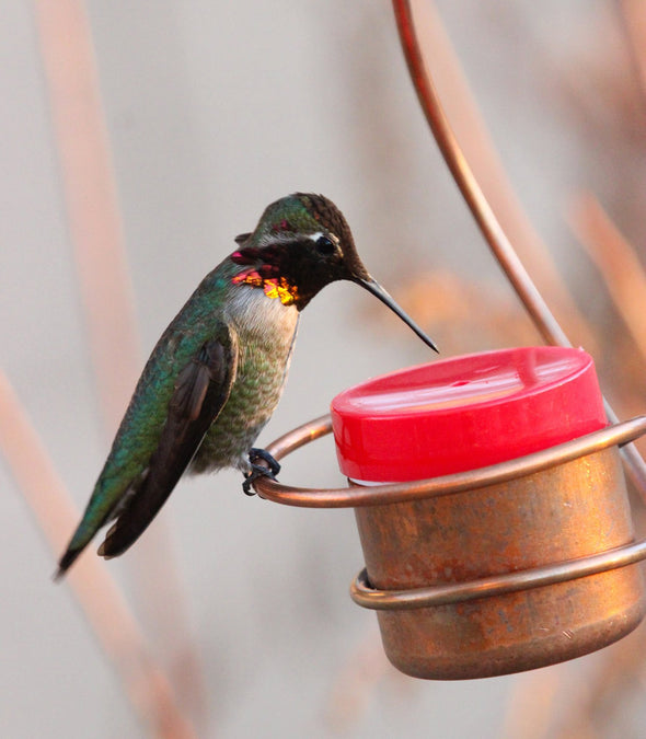 Skinny Ant Moat and Small Copper Bee & Wasp Proof Hummingbird Feeder Bundle - Perfect Gift Idea for that Hummingbird Lover in Your Life! - We Love Hummingbirds