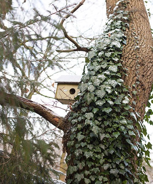 Squirrel House - We Love Hummingbirds