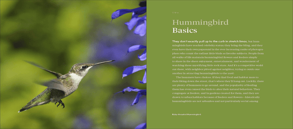 The Hummingbird Handbook: Everything You Need to Know about These Fascinating Birds - We Love Hummingbirds