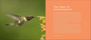The Hummingbird Handbook: Everything You Need to Know about These Fascinating Birds - We Love Hummingbirds