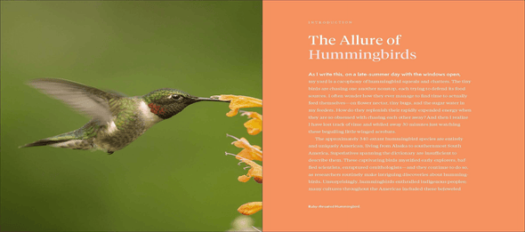 The Hummingbird Handbook: Everything You Need to Know about These Fascinating Birds - We Love Hummingbirds