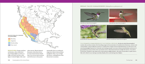 The Hummingbird Handbook: Everything You Need to Know about These Fascinating Birds - We Love Hummingbirds