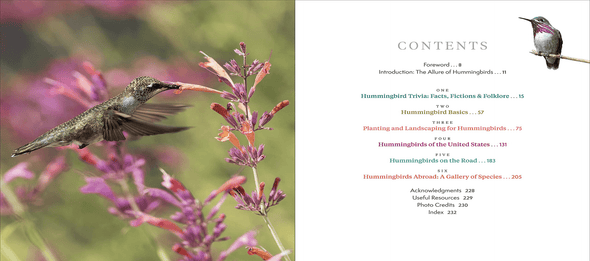 The Hummingbird Handbook: Everything You Need to Know about These Fascinating Birds - We Love Hummingbirds
